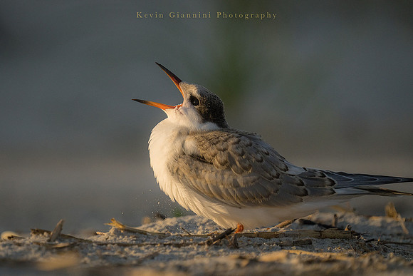 Common Tern chick