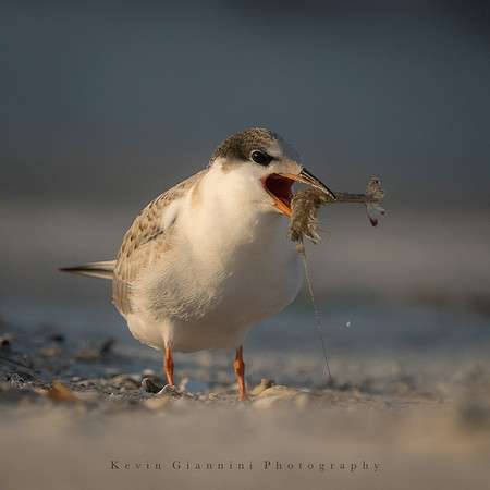 Common Tern chick