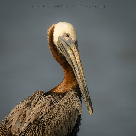 Brown Pelican