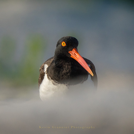 American Oystercatcher