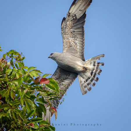 Mississippi Kite