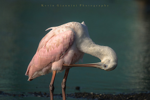 Roseate Spoonbill