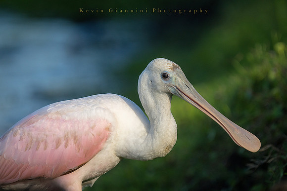 Roseate Spoonbill