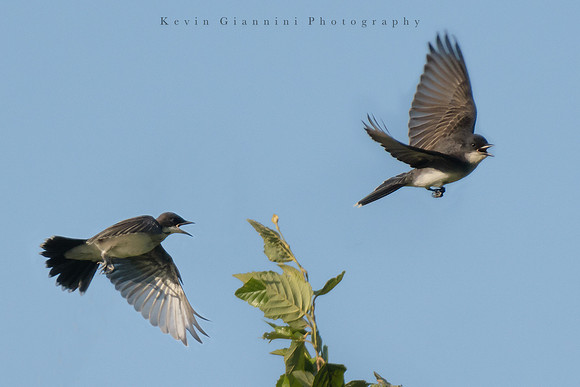 Eastern Kingbirds