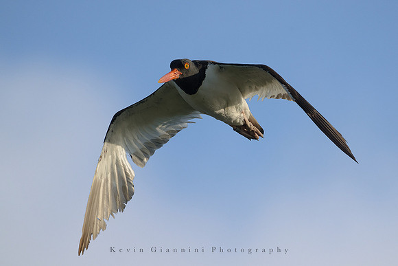 American Oystercatcher