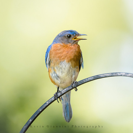 Eastern Bluebird