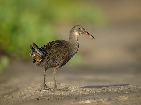 Clapper Rail