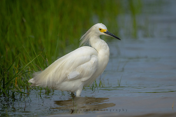 Snowy Egret