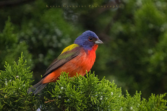 Painted Bunting