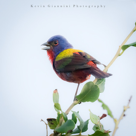 Painted Bunting