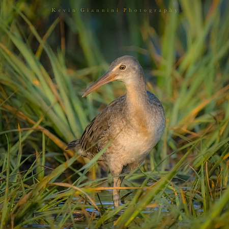 Clapper Rail