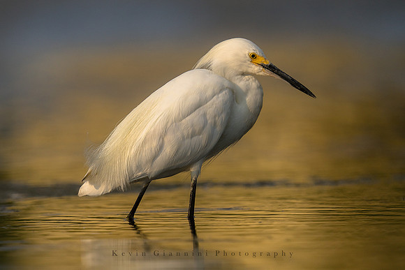 Snowy Egret