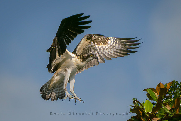 Osprey