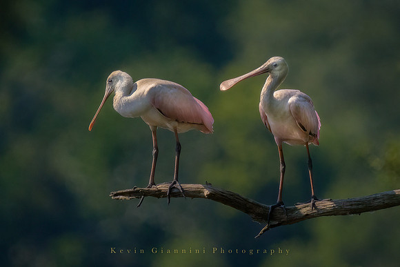 Roseate Spoonbills