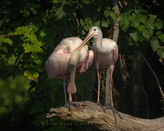 Roseate Spoonbills