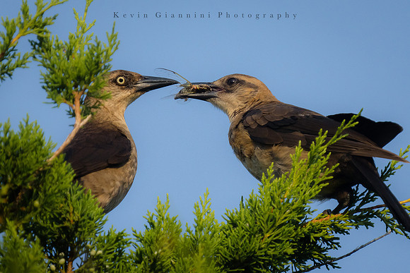Adult Grackle feeding juvenile