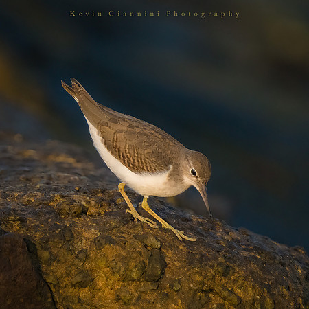 Spotted Sandpiper