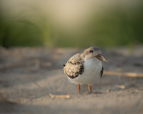 Black Skimmer chick