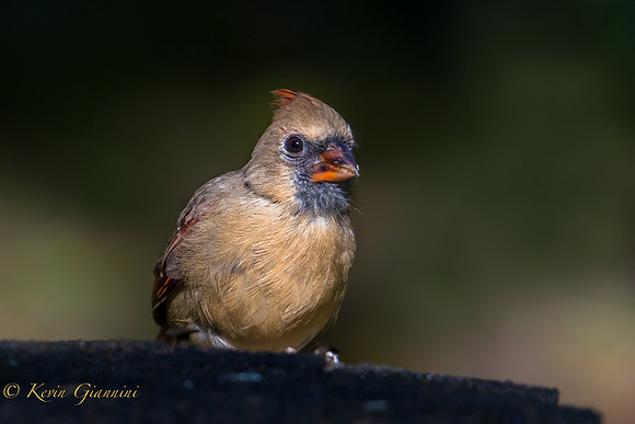 Female Northern Cardinal