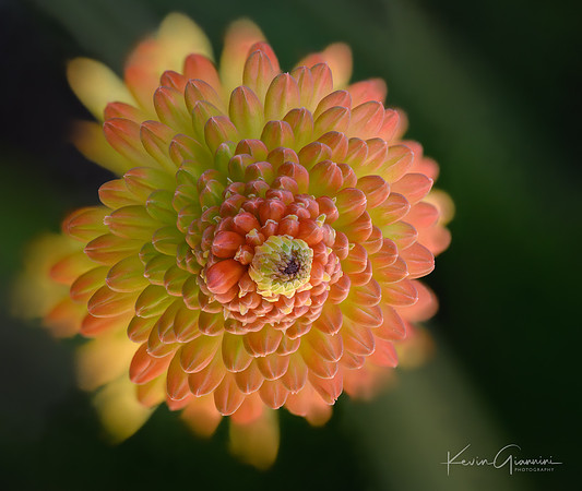 Floral Macro