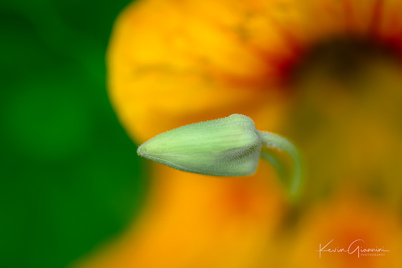 Nasturtium