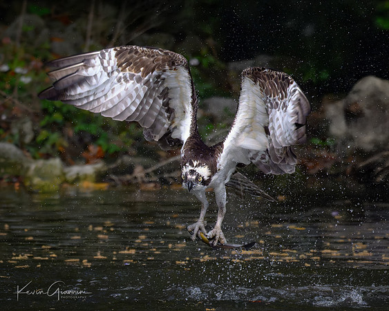 Osprey