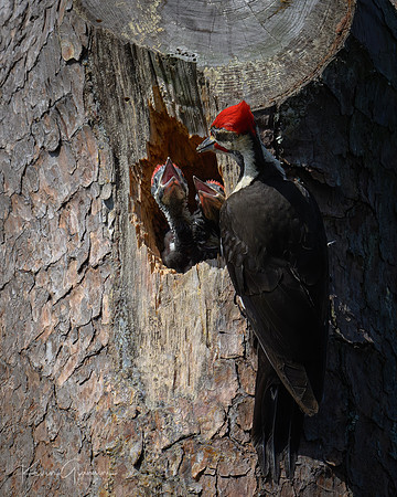 Pileated Woodpecker(s)