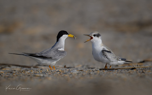 Least Tern adult and juvenile