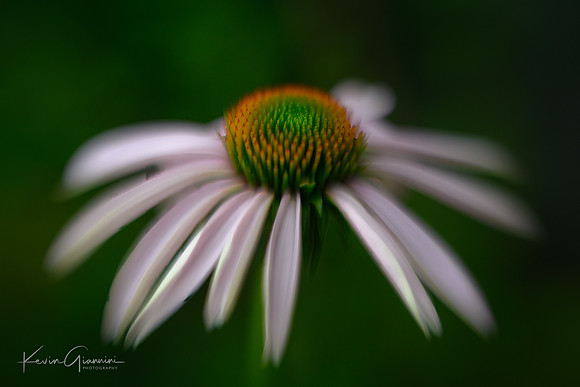 Coneflower