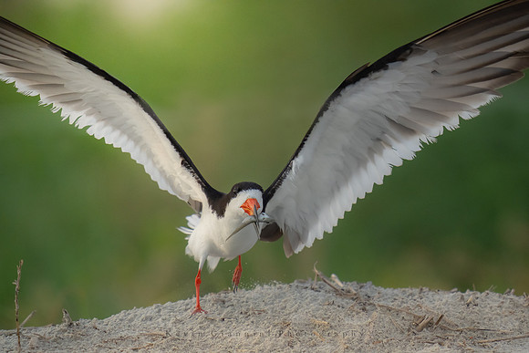 Black Skimmer