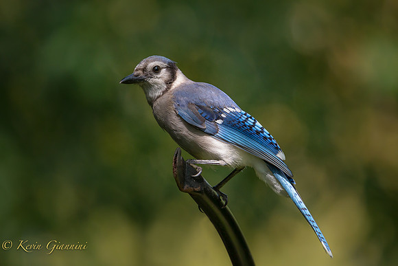 Bluejay