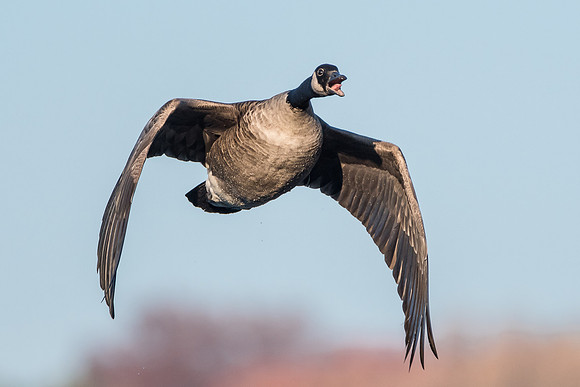 Canada Goose in flight