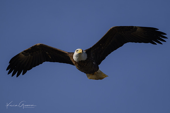 Eagle
