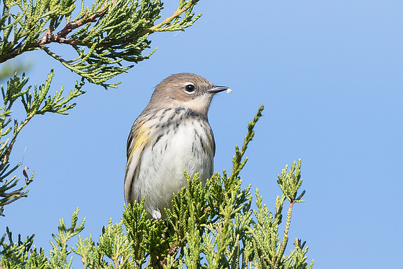 Yellow-Rumped Warbler