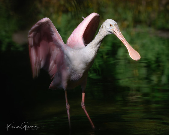 Roseate Spoonbill
