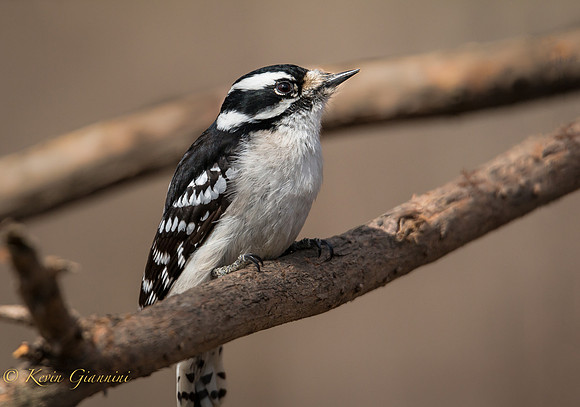 Downy Woodpecker