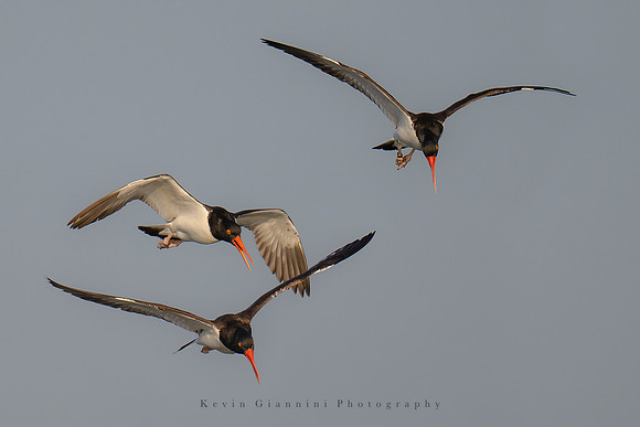 American Oystercatchers