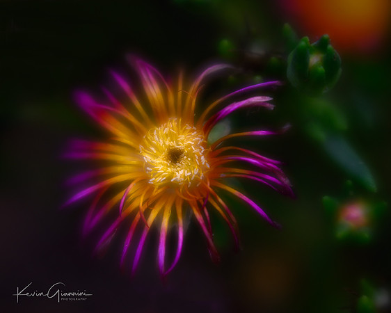 Ice Plant