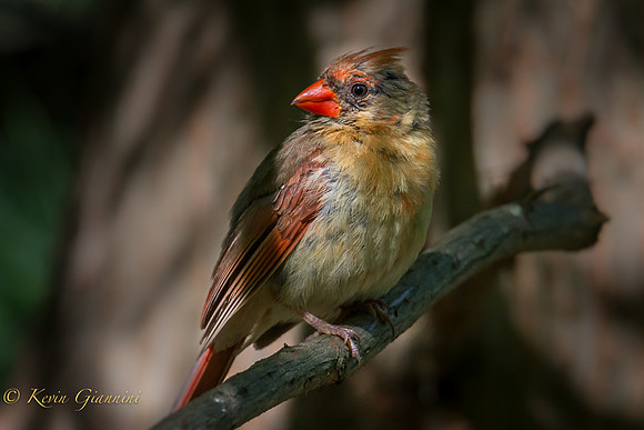 Female Northern Cardinal
