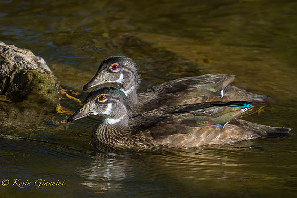 Wood Ducks
