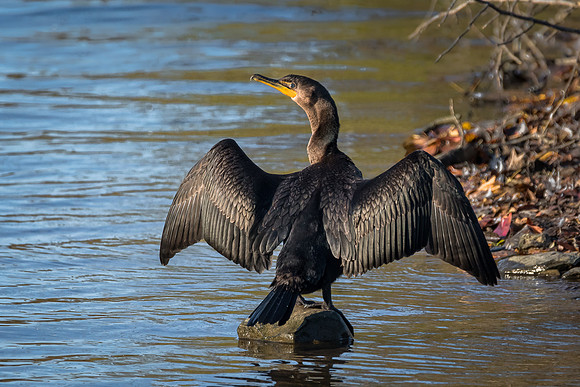 Double Crested Cormorant