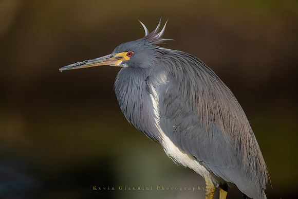 Tricolored Heron