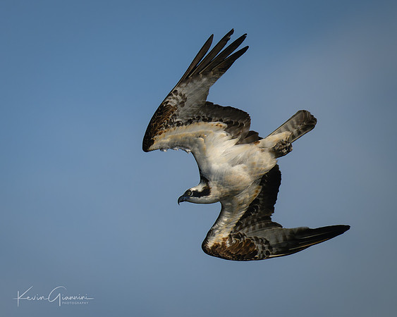 Osprey diving