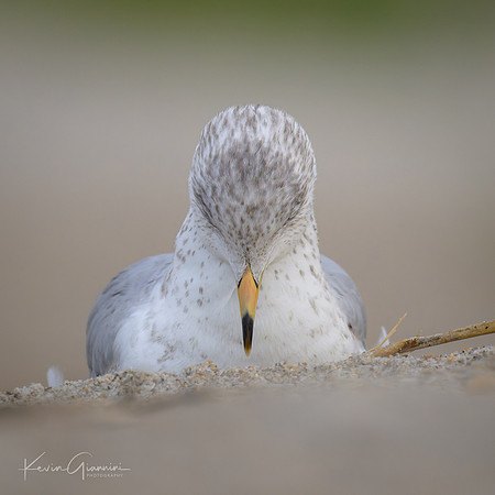 Gull