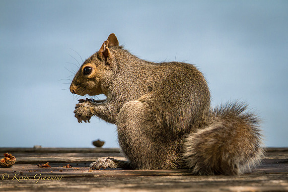 Grey Squirrel