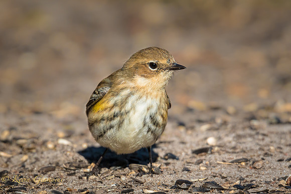Yellow-rumped Warbler