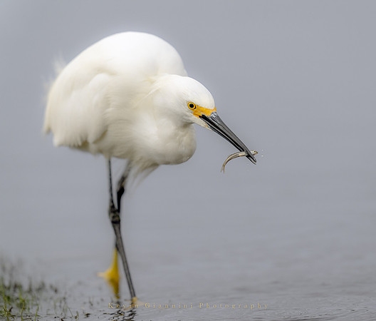Snowy Egret