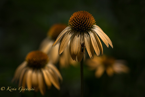 Coneflower