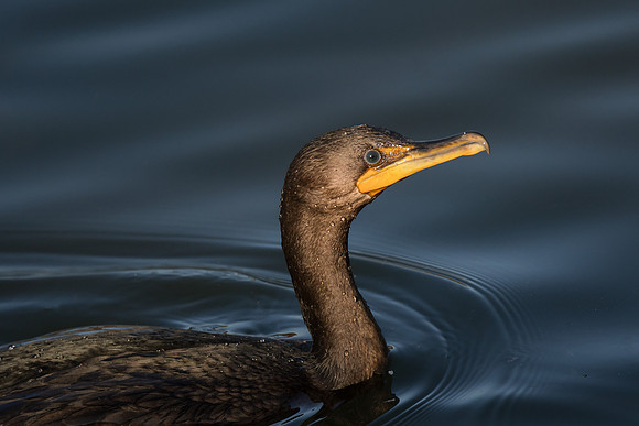 Cormorant portrait