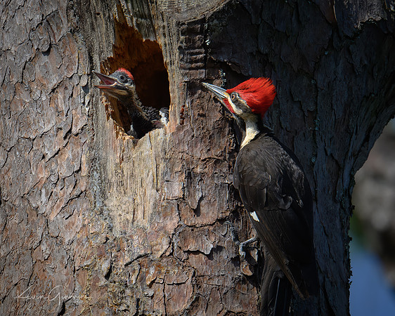 Pileated Woodpecker(s)